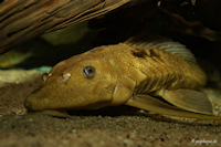 Bild 4: Liposarcus pardalis/Pterygoplichthys pardalis "xanthonisch"