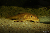 Bild 5: Liposarcus pardalis/Pterygoplichthys pardalis "xanthonisch"