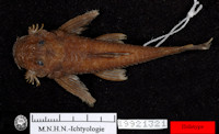 рис. 4: Holotype von Lithoxus boujardi, MNHN-IC-1992-1321, Arataye, zwischen Saut Japigny und Saut Pararé