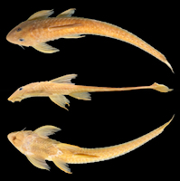 Bild 3: Loricaria catirina