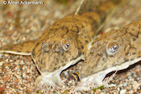 Bild 5: Loricaria sp. "Kolumbien"