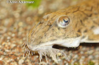 Bild 3: Loricaria sp. "Kolumbien"