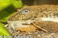 foto 4: Loricaria nimairaco