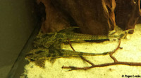 foto 6: Loricaria nimairaco