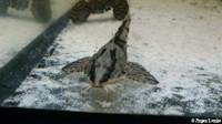 foto 7: Loricaria nimairaco