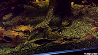foto 8: Loricaria nimairaco