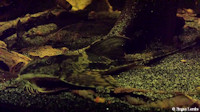 foto 9: Loricaria nimairaco