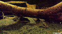 foto 10: Loricaria nimairaco