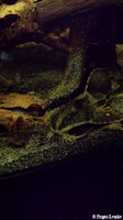 foto 11: Loricaria sp. "Kolumbien"