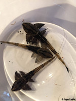 foto 12: Loricaria nimairaco