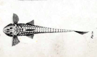 рис. 3: Rineloricaria lima