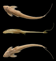 foto 3: Loricaria teteae, Foto: A.C. Serejo-Saraiva, N.M. Piorski, F.P. Ottoni, M.H. Sabaj & S.M.Q. Lima foto 3: Loricaria teteae