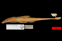 Holotype Loricariichthys castaneus