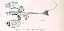Bild 3: Loricariichthys derbyi