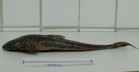 Loricariichthys derbyi vom Rio Apodi-Mossoro, Rio Grande do Norte