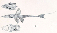 рис. 3: Loricariichthys hauxwelli, Holotype
