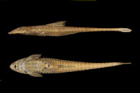 Loricariichthys labialis