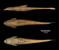 Bild 3: Loricariichthys labialis