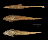 foto 3: Loricariichthys labialis