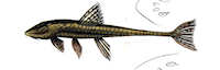 Bild 4: Loricariichthys maculatus