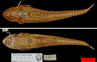Pic. 3: Loricariichthys maculatus
 - Specimen MNHN-IC-A-9560, holotype; Credit: MNHN - Hautecoeur M. - 2005; Collection : Vertebrates - Ichtyologie (IC). 
