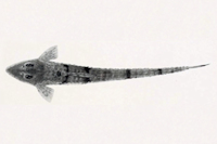 Loricariichthys microdon - Dorsalansicht