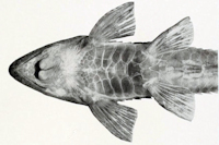 Pic. 3: Loricariichthys microdon - Ventralansicht