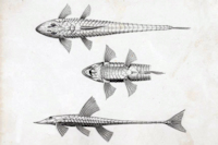 Bild 3: Loricariichthys nudirostris