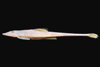 Loricariichthys rostratus, 250.0 mm SL