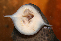 Bild 3: Megalancistrus barrae - Maul