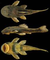 Pic. 3: Microplecostomus forestii