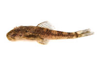 Microplecostomus