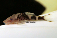 Bild 3: Nannoptopoma sp. "Peru"