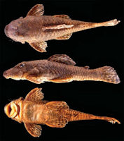 рис. 3: Neblinichthys brevibracchium, holotype, CSBD 1653, 73.3 mm SL, lower Kukui River at Jawalla, uper Mazaruni River drainage, Guyana