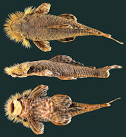 Bild 3: Neblinichthys echinasus, holotype, CSBD 1652, 82.9 mm SL, Kukui River, near town of Philipai, uper Mazaruni River drainage