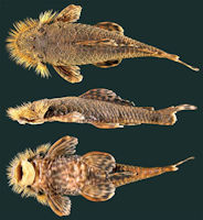 рис. 3: Neblinichthys echinasus, holotype, CSBD 1652, 82.9 mm SL, Kukui River, near town of Philipai, uper Mazaruni River drainage