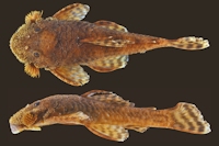 Bild 2: Neblinichthys peniculatus, holotype, male, MBUCV V-35680, 78.8 mm SL, Venezuela, Bolivar, río Paragua drainage, río Carapo