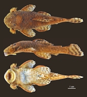 рис. 3: Neblinichthys peniculatus, holotype, male, MBUCV V-35680, 78.8 mm SL, Venezuela, Bolivar, río Paragua drainage, río Carapo