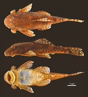 foto 4: Neblinichthys peniculatus, female, paratypes, AMNH 91020, 78.8 mm SL