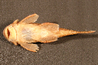 Bild 4: Neblinichthys pilosus, Paratype, ventral