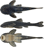 Bild 3: Neoplecostomus altimontanus, holotype, DZSJRP 24792, male, 90.2 mm SL, Itamonte, rio
Capivari