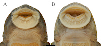 Bild 4: Sexual dimorphism in dentition of Neoplecostomus altimontanus, Holotype, DZSJRP 24792, 90.2 mm SL, male with robust and few teeth. B. Paratype, DZSJRP 24793, 93.2
mm SL, female with slender and numerous teeth. Scale bar = 5 mm