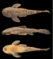 Bild 3: Neoplecostomus canastra, MZUSP 121504, (male), SL = 82.5 mm, holotype from córrego Tamborete, in
municipality of Capitólio, Minas Gerais state, Brazil