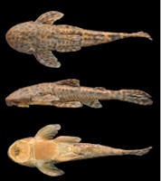 foto 3: Neoplecostomus canastra, MZUSP 121504, (male), SL = 82.5 mm, holotype from córrego Tamborete, in
municipality of Capitólio, Minas Gerais state, Brazil