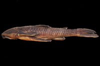 Neoplecostomus doceensis