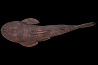 Pic. 3: Neoplecostomus doceensis