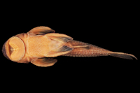 Bild 4: Neoplecostomus doceensis