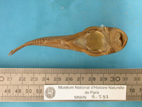 рис. 3: Neoplecostomus granosus