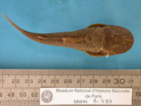 Bild 4: Neoplecostomus granosus