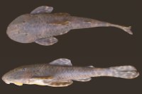 Neoplecostomus jaguari, holotype, LIRP 2277, 89.1 mm SL, male, ribeirão do Forja, rio Jaguari drainage, sub-basin of rio Piracicaba-Capivari-Jundiaí, 